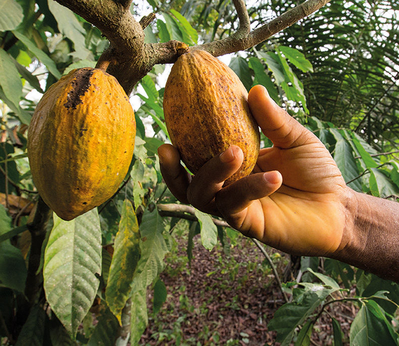 Kakaoernte auf der Plantage