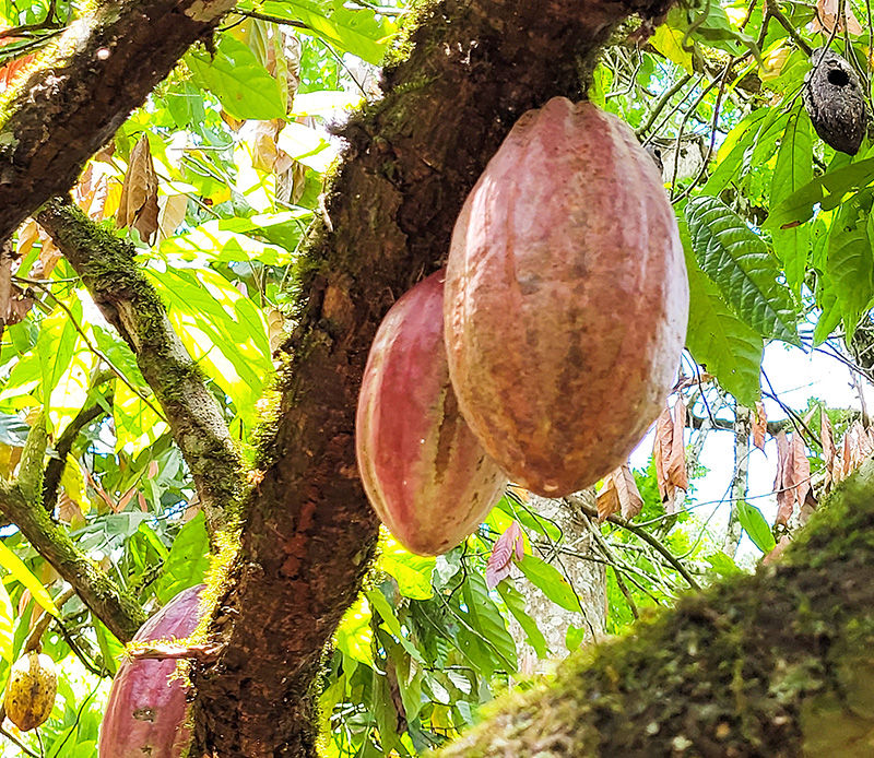 Kakaobaum mit Frucht