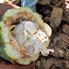 Eine offene Kakaofrucht mit Kakaobohnen