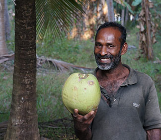 Kokosnuss Pflücker mit Kokosnuss
