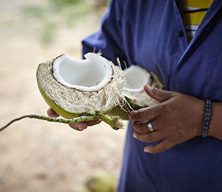 frisch halbierte Kokosnuss mit Schale