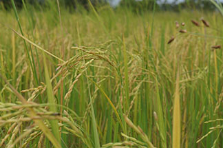 Reisfeld kurz vor der Ernte