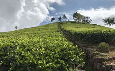 Fairtrade Original Teeplantage